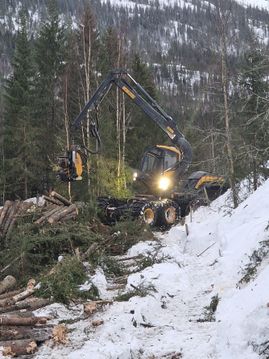 Tømmerarbeid i skogen